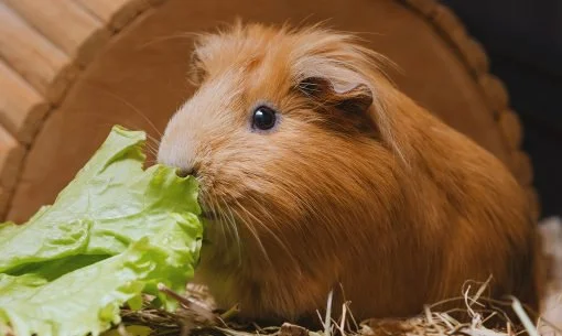 guinea-pig-eating-leafy-greens