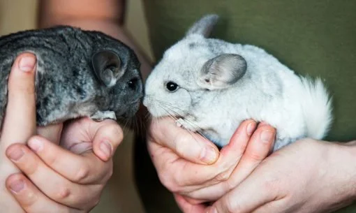Two-Chinchillas-being-held
