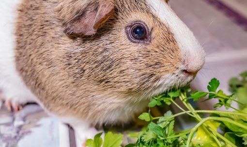 guinea-pig-eating-mixed-greens