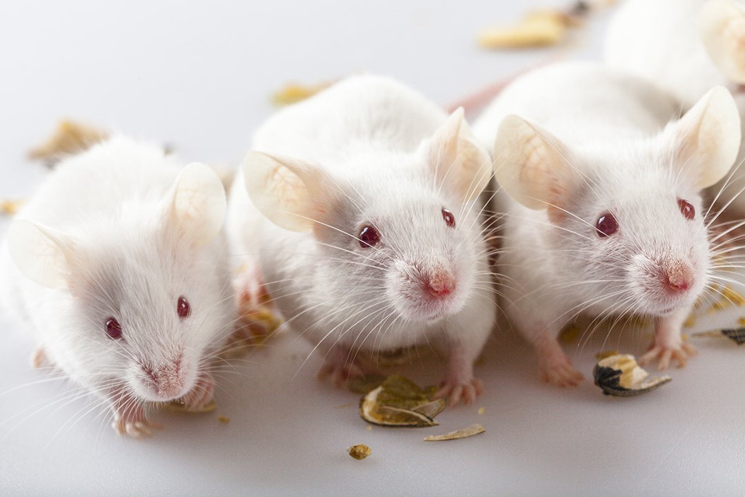3-albino-mice-eating