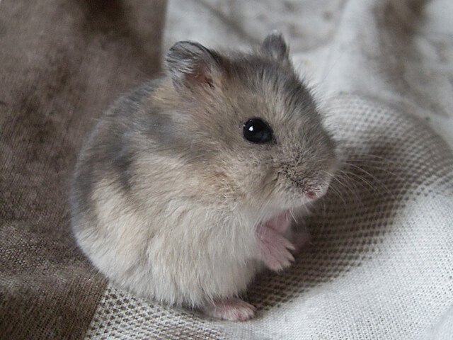 campbells-russian-dwarf-hamster