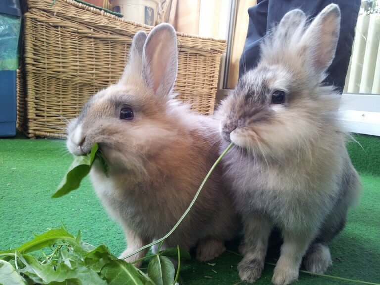indoor-rabbits