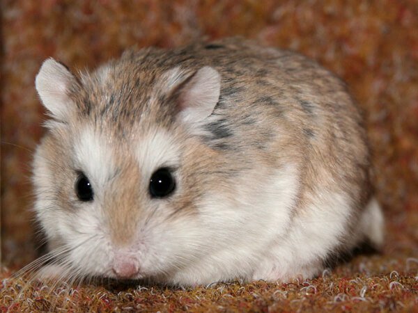 roborovski-hamster