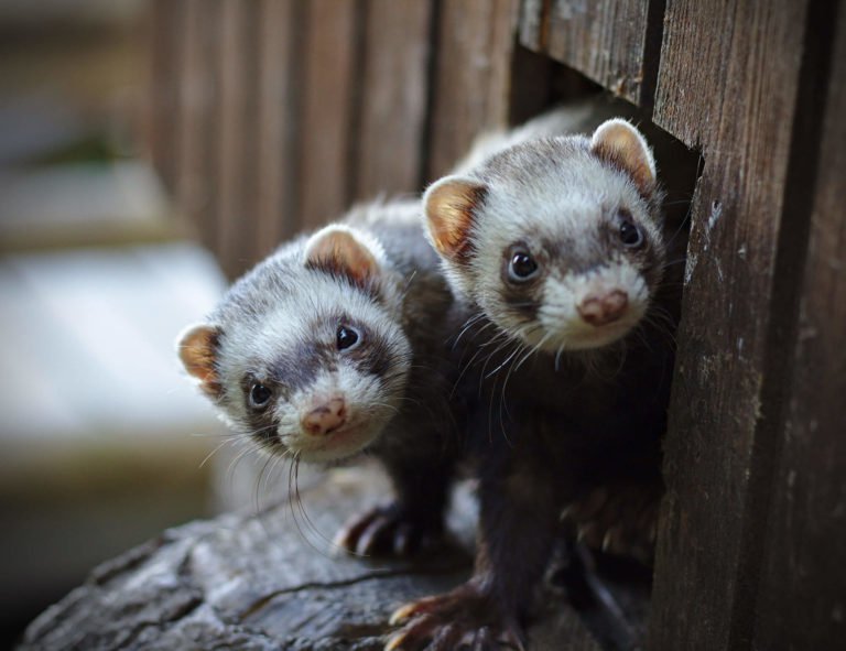 De verzorging van fretten - het houden van fretten als huisdieren