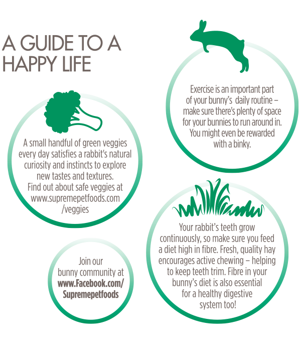 House-Rabbit-Happy-Guide