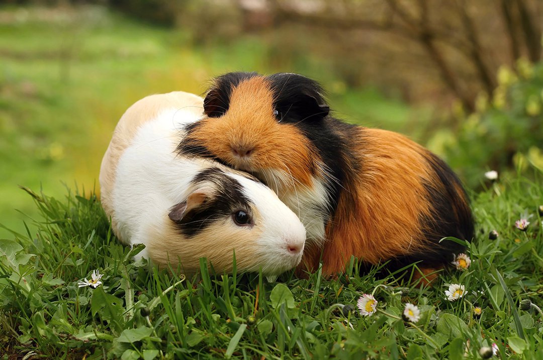 Guinea-Pigs-Pair-Hug