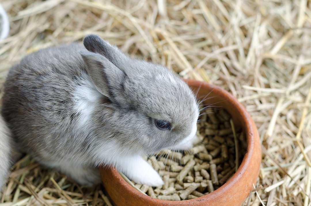 Rabbit-Eating