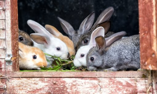 Keeping-Rabbits-Cle