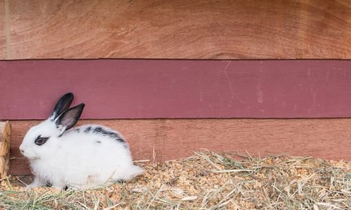 konijnenhok-ruimte