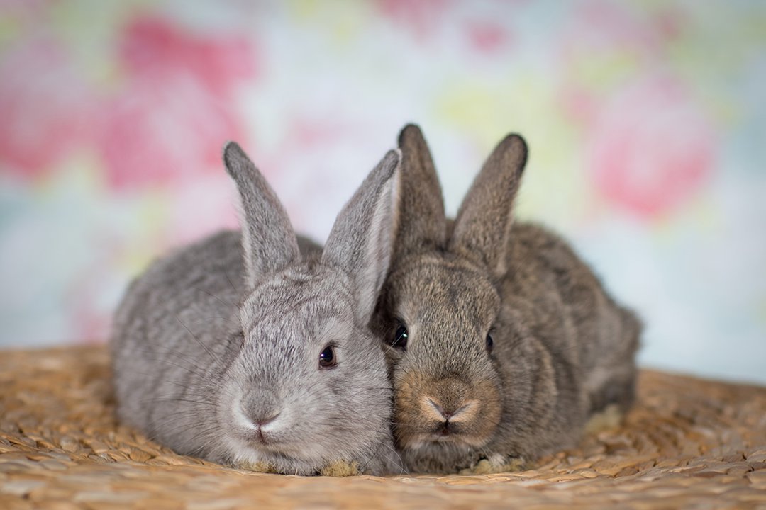 rabbit-pair