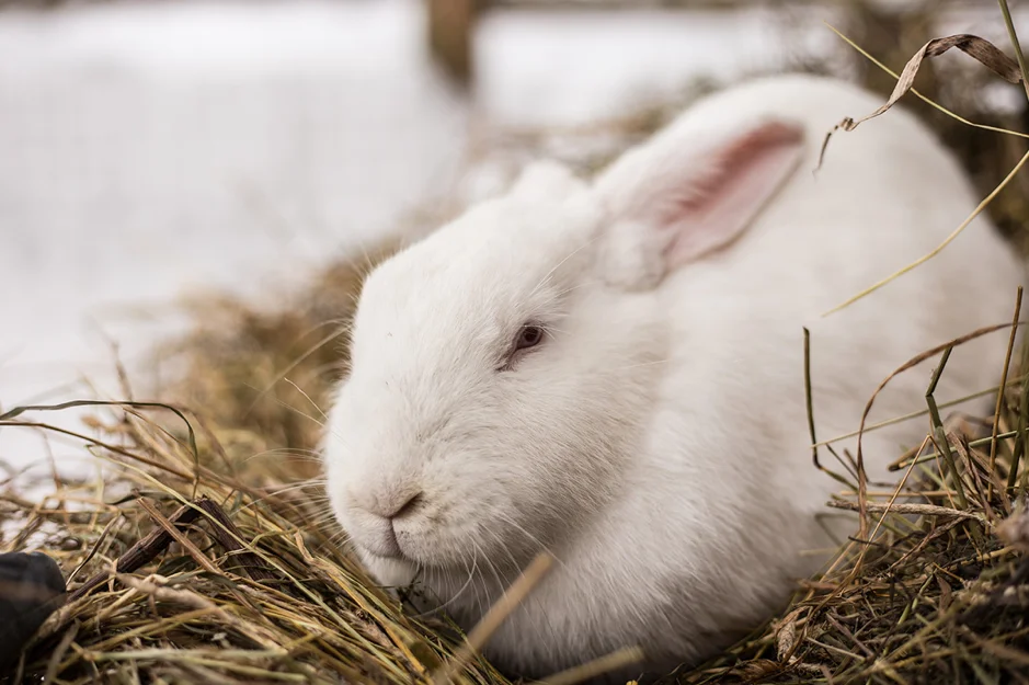 White Rabbit in Hay