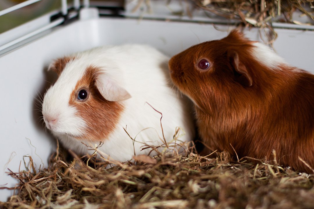guinea pigs indoor hutch