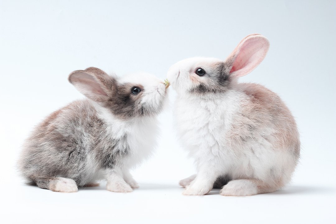 It takes two: konijnen gezelschap Petfoods