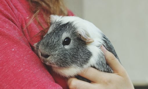 guinea pig being held
