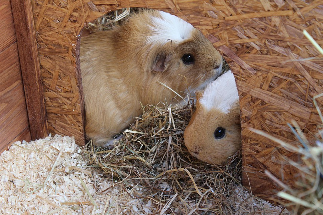 Two Guinea Pigs Hay Home