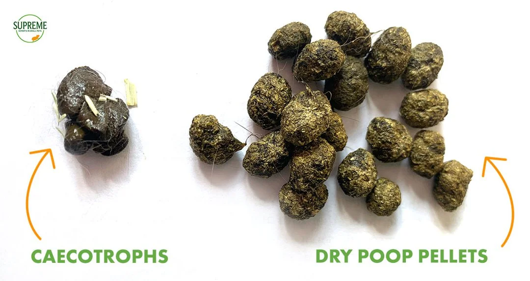 caecotrophs - dry poop pellets