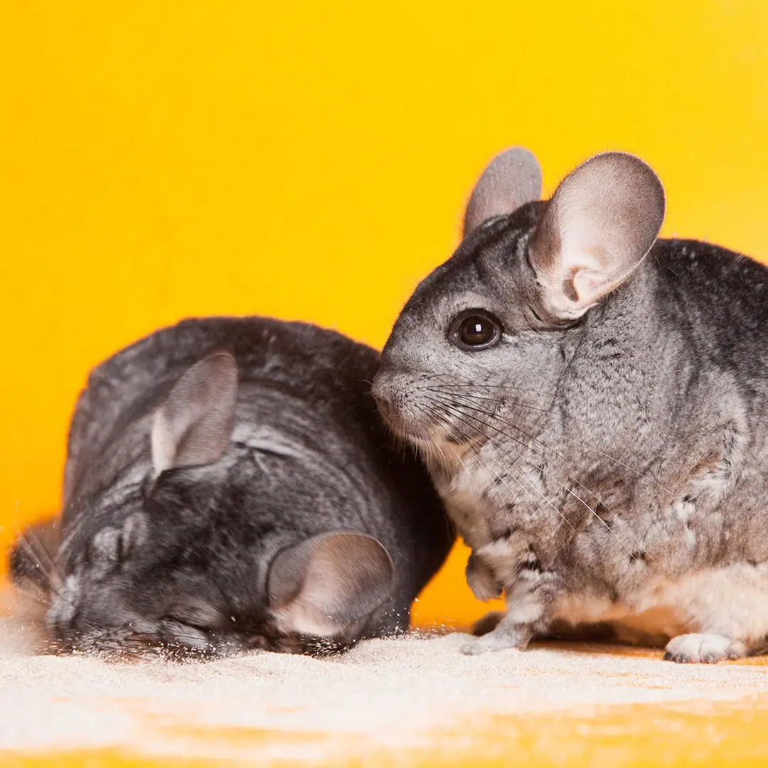 Hamster