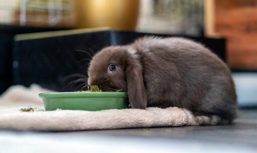 rabbit eating bowl nuggets hay